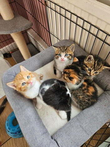 Adorable kittens ready 9th May