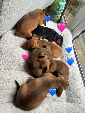 Standard short hair dachshund puppies looking for their for ever home