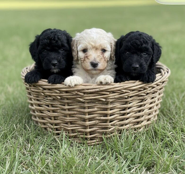 One black Miniature girls back available!