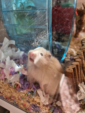Baby girl hamster