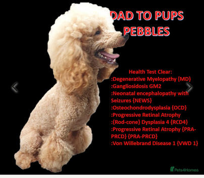 Poodle at stud