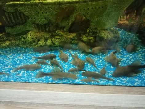 Plecos