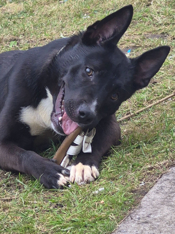 German shepard