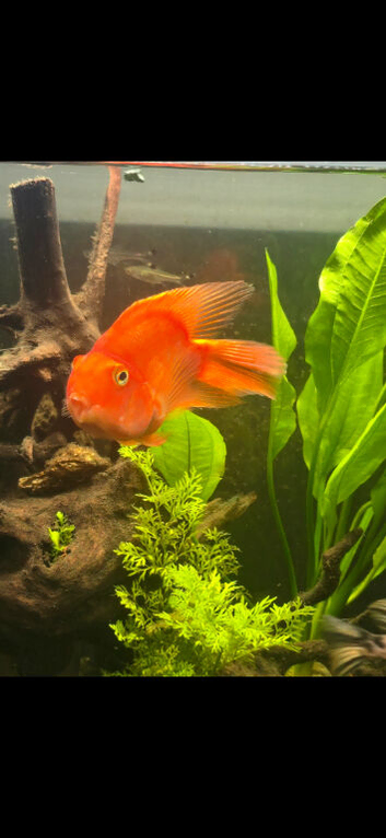 Parrot fish