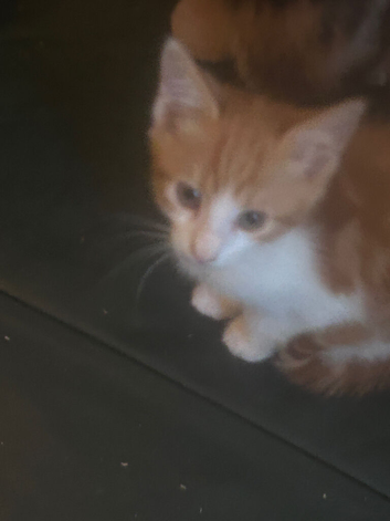 Kitten