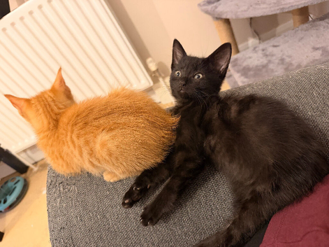 Male kitten