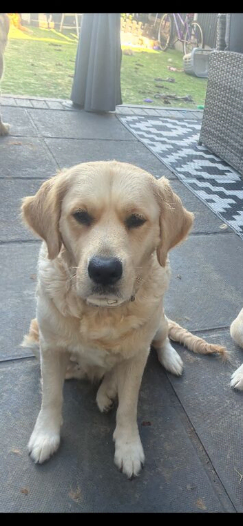 Golden retriever puppies