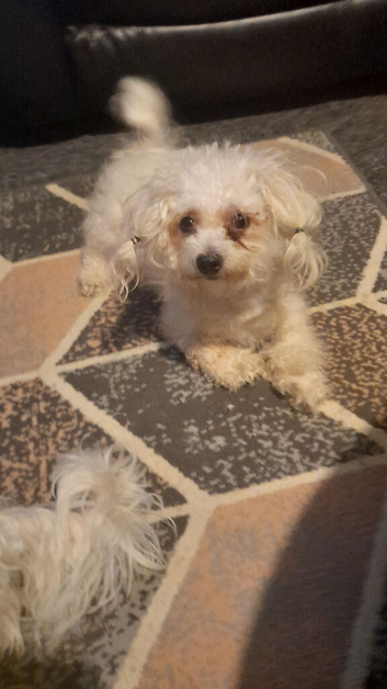 Puppy for sale
