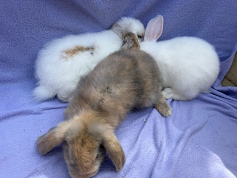 Mini lop babies for sale