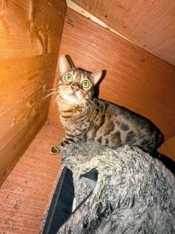 2 Bengal male cats