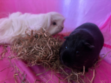 2 female  baby guinea pigs