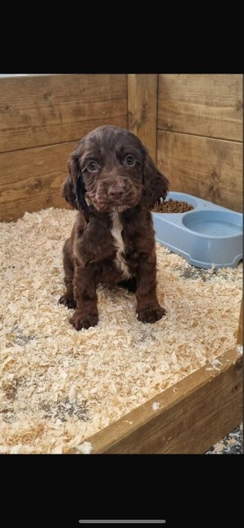 Cocker spaniel puppies