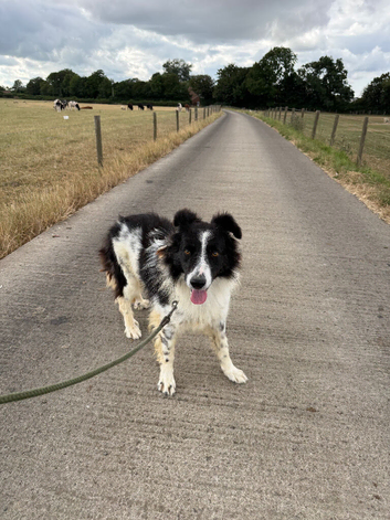 Lovely kind Boy looking for a new home