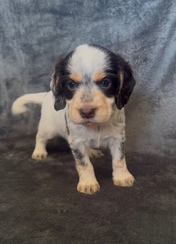 Half Show Half Working Cocker Spaniel Puppies