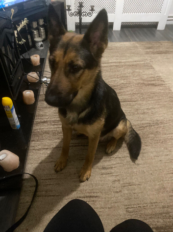 German Shepherd puppies for sale