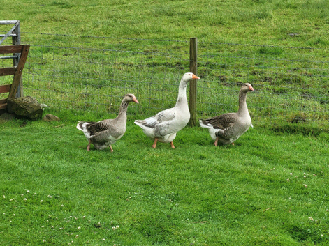 Geese for sale