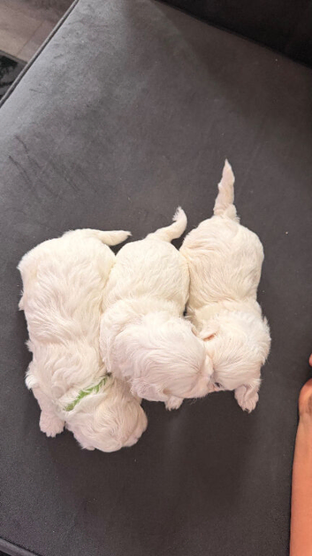 for sale maltese puppies