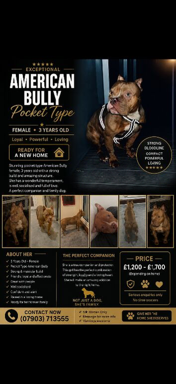 American pocket bully