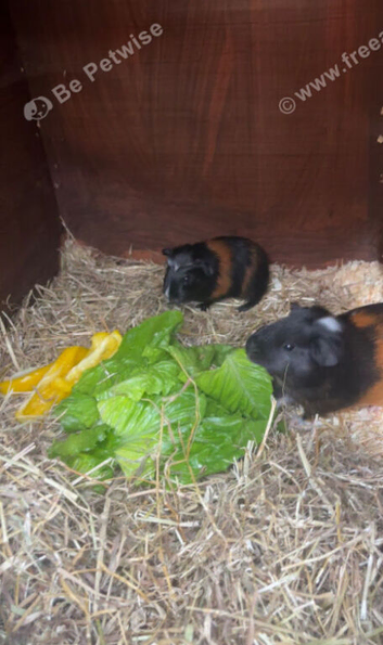 Boy and girls Guinea pigs