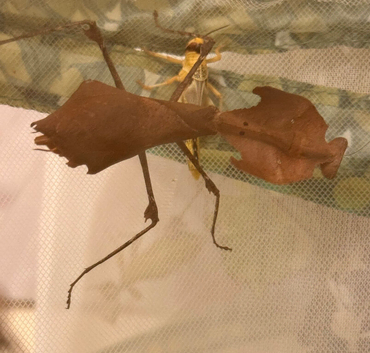 Malaysian Dead Leaf Mantis. - Female