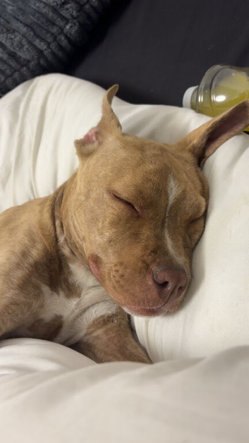 American Bulldog Girl