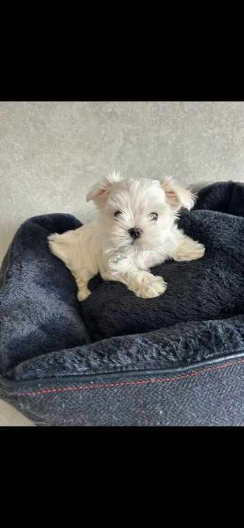 KC Reg Maltese Puppies