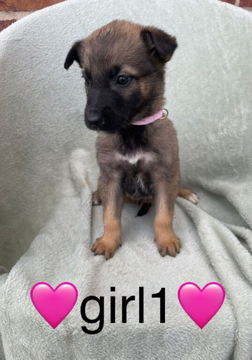 Stunning German x Belgium Shepherd 4 boys left