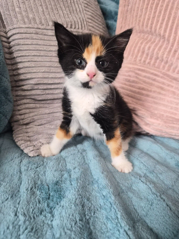 Beautiful Norwegian Forest Cat X Kittens