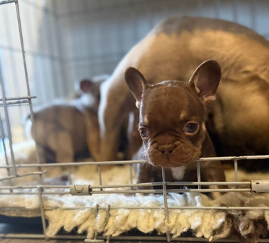 KC French Bulldogs