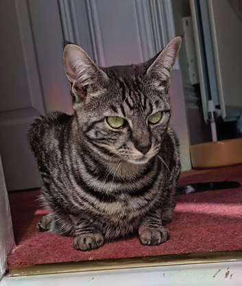 Gentle F4 TICA Registered Full Pedigree girl cat