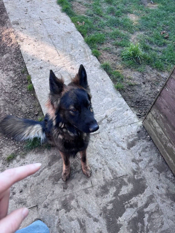 Dog