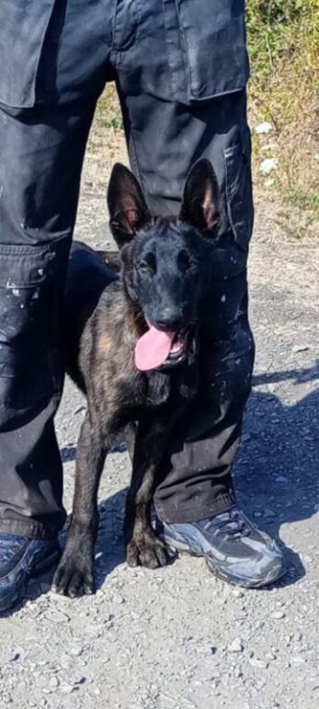 DUTCH SHEPHERD boy puppy