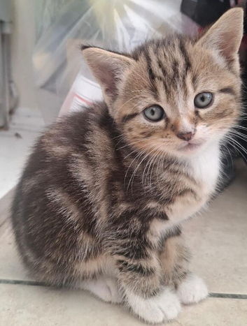 10weeks tabby kittens