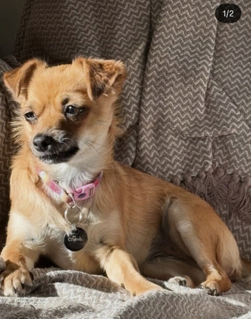 Female Chihuahua