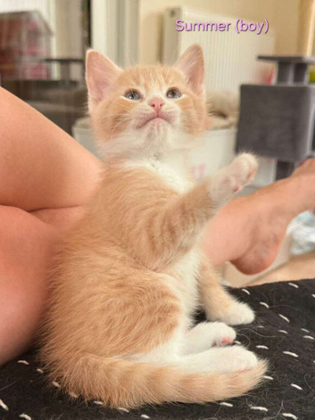 GORGEOUS FLUFFY KITTENS LOOKING FOR THEIR FOREVER HOMES