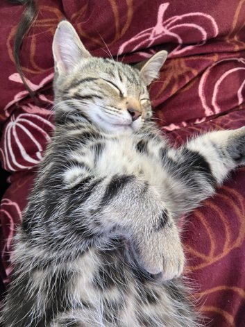 Gorgeous bengal cross kitten and kitten bundle