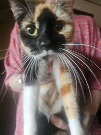 Kitten for sale