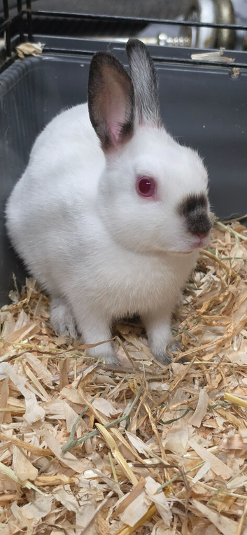 Himalayan marked dwarf Rabbits