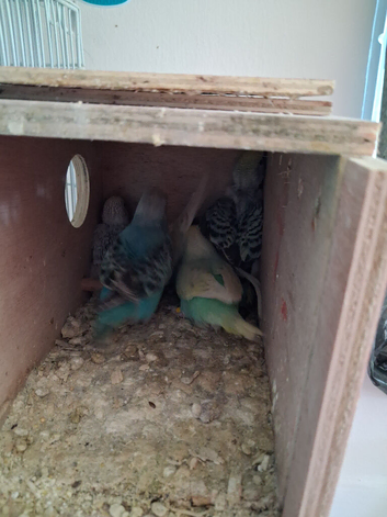 Budgie