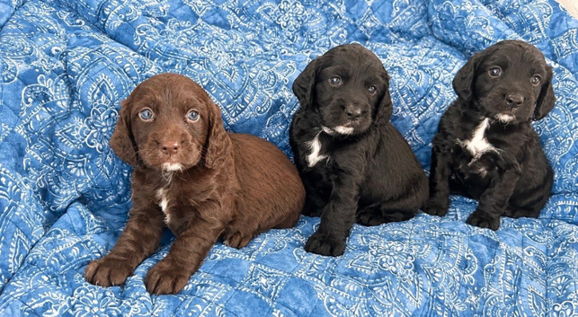 Working cocker spaniel puppies
