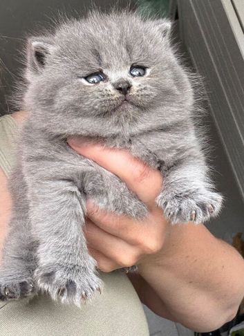 Stunning British Shorthairs