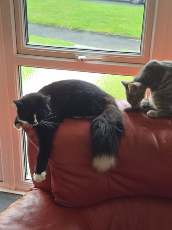 Pair of cat one is 9 mth old (female ) the other is about 10 weeks old  ( male )