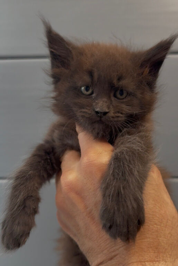 XL black,tabby maine coon kittens