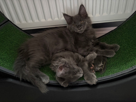 12 week old PEDIGREE female maincoon