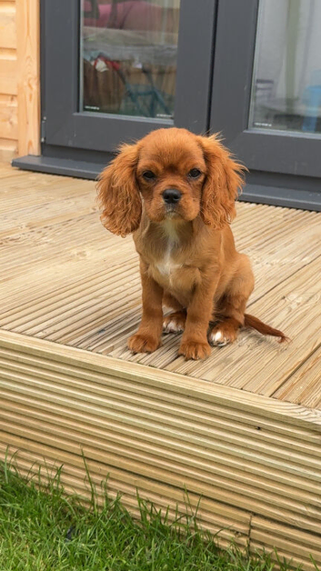 Kings Charles cavalier spaniel