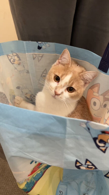 Beautiful half British shorthair cream and white boy
