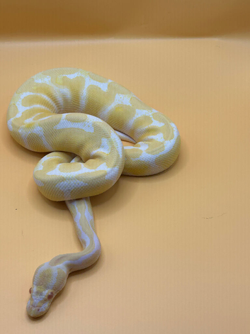 2025 Albino Leopard Poss Het Clown