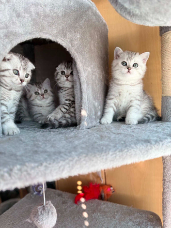 4 Scottish Fold/Straight Chinchilla Pedigree Kittens