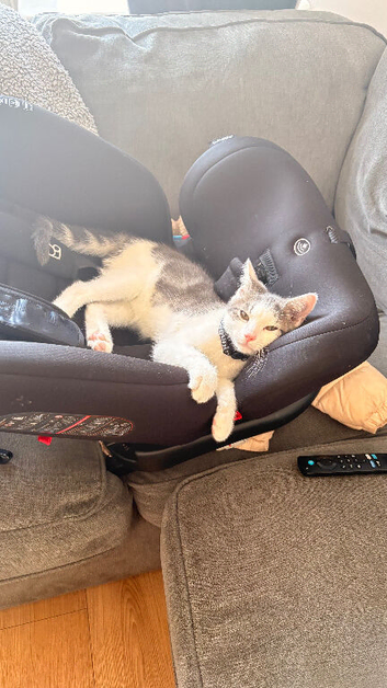 Kitten