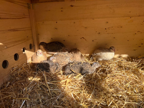 Jumbo Coturnix Quails